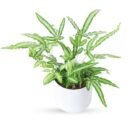 Pteris cretica 'Albolineata' | Variegated Indoor Fern