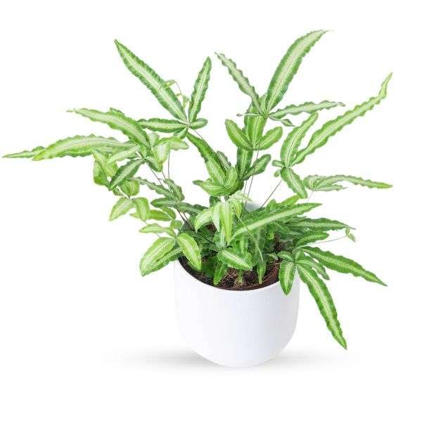 Pteris cretica 'Albolineata' | Variegated Indoor Fern