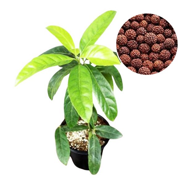 Rudraksh – Rudraksham Plant