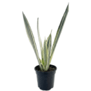 Sansevieria Bantel’s Sensation – White Striped Snake Plant