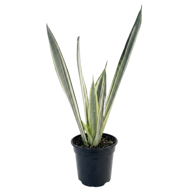 Sansevieria Bantel’s Sensation – White Striped Snake Plant