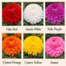 Combo of 6 Premium Shevanti (Chrysanthemum) Saplings