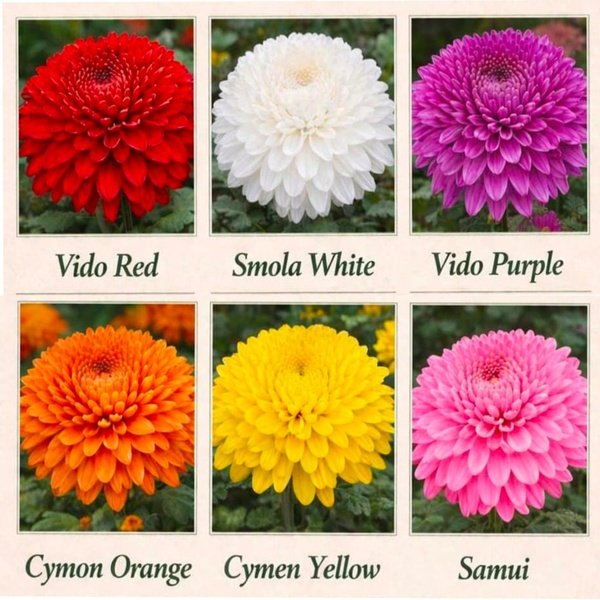 Combo of 6 Premium Shevanti (Chrysanthemum) Saplings