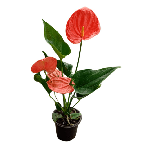 Sierra® Orange Anthurium | Orange Flowering Indoor Plant - Image 2