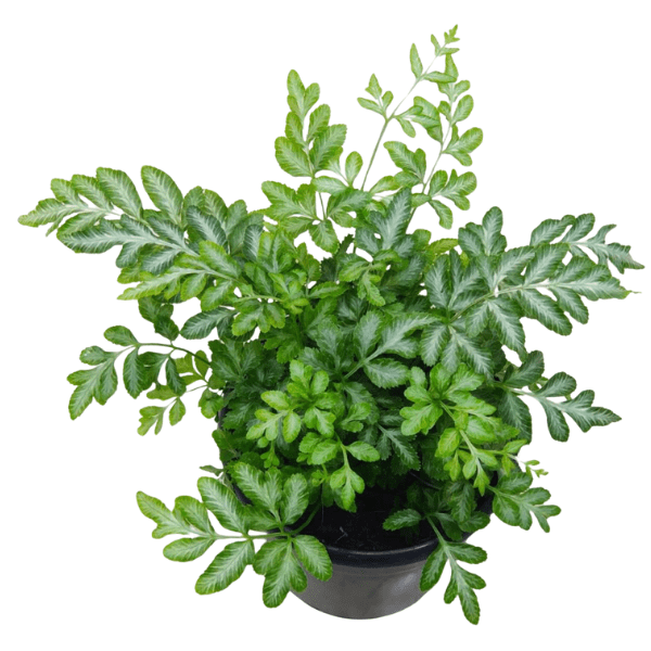 Silver Lace Fern (Pteris ensiformis) | Variegated Indoor Fern