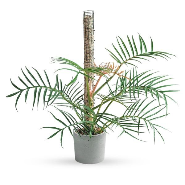 Philodendron Tortum – Unique Finger Leaf Tropical Plant