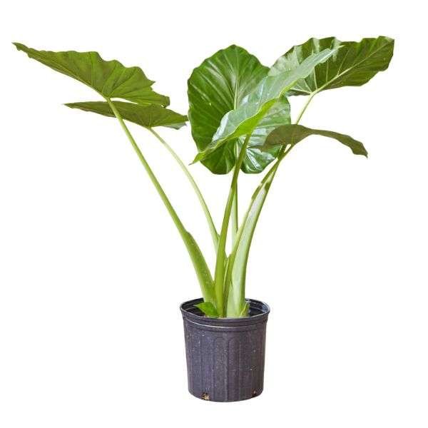 Alocasia Okinawa