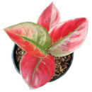 Aglaonema Red Apple | Premium Indoor Foliage Plant