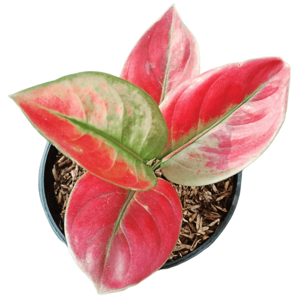 Aglaonema Red Apple | Premium Indoor Foliage Plant