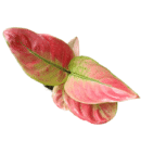 Aglaonema Red Apple | Premium Indoor Foliage Plant