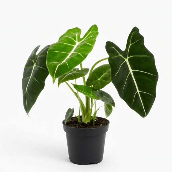 Alocasia 'Frydek'| Green Velvet Elephant Ear Plant