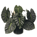 Alocasia Golden Bone – Rare Tropical Aroid Plant