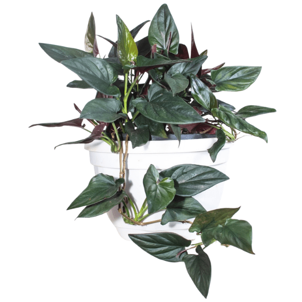 Black Money Plant - Epipremnum Aureum (Dark-Leaf Variety)