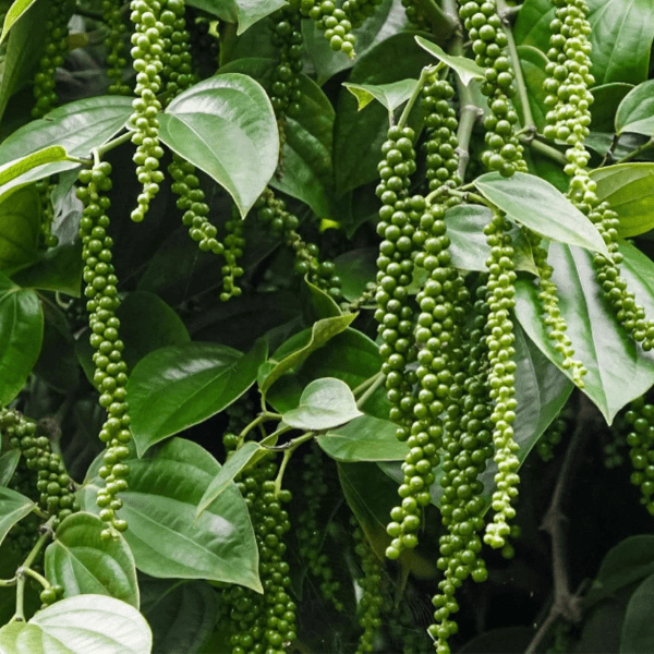 Kali Mirch (Black Pepper) Plant | Piper Nigrum Live Plant