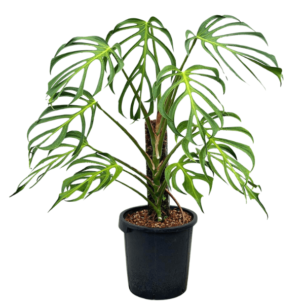 Monstera Burle Marx Flame – Rare Variegated Aroid