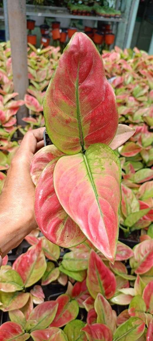 Aglaonema Red Apple | Premium Indoor Foliage Plant - Image 4