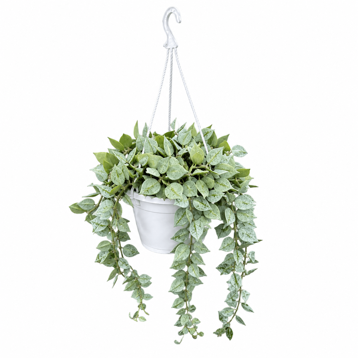 Hoya Krohniana Silver | Indoor Hanging Plants