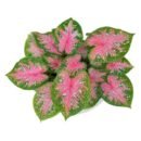 Caladium Keladi Bomba | Colourful Tropical Foliage Plant