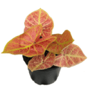 Caladium bicolor ‘New Wave’ – Colourful Tropical Foliage Plant