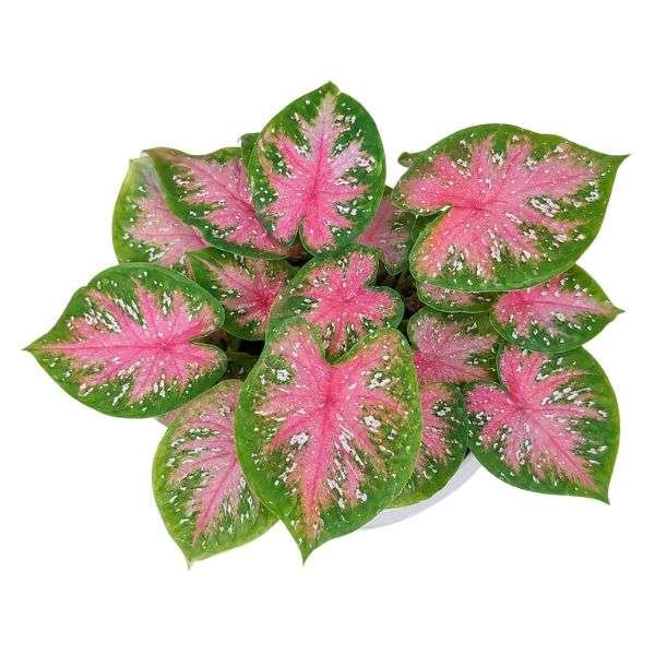 Caladium Keladi Bomba | Colourful Tropical Foliage Plant