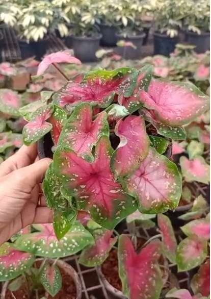 Caladium Keladi Bomba | Colourful Tropical Foliage Plant - Image 2