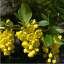 Daruhaldi (Berberis aristata) – Traditional Indian Barberry Plant