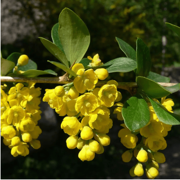 Daruhaldi (Berberis aristata) – Traditional Indian Barberry Plant