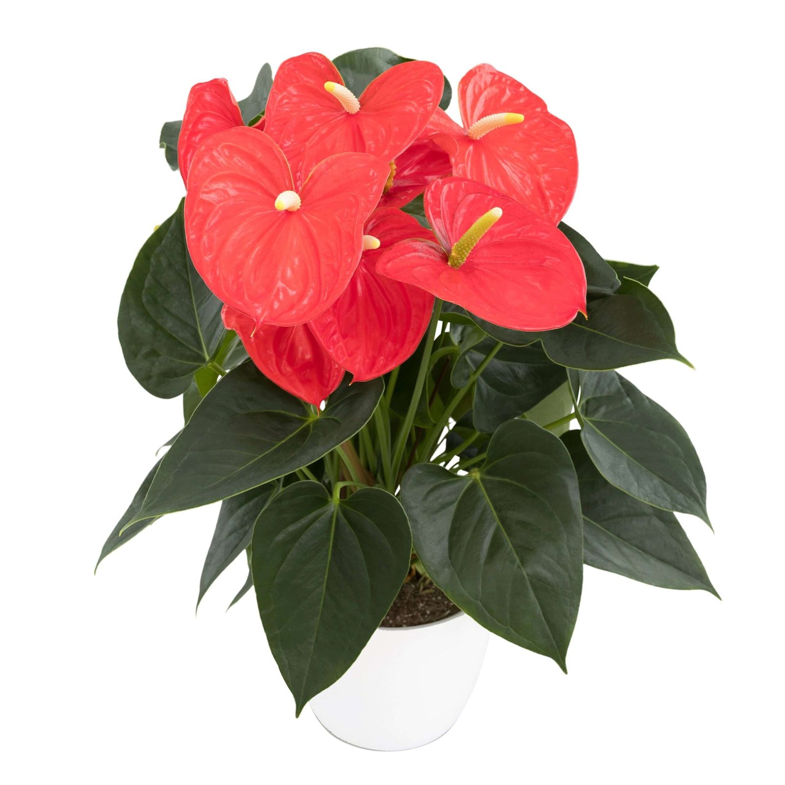 Sierra® Orange Anthurium | Orange Flowering Indoor Plant