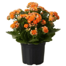 Orange Kalanchoe Plant | Orange Flowering Succulent