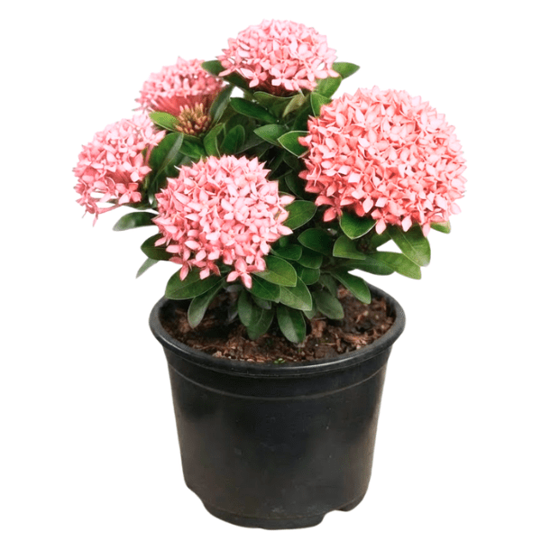 Soft Pink Dwarf Ixora Plant – Ixora coccinea