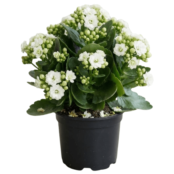 White Kalanchoe Plant | Beautiful Flowering Succulent