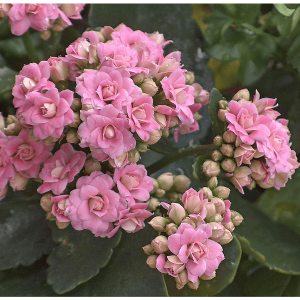 Baby Pink Kalanchoe Plant – Kalanchoe blossfeldiana - Image 2