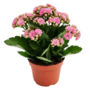 Baby Pink Kalanchoe Plant – Kalanchoe blossfeldiana