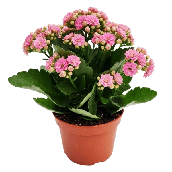 Baby Pink Kalanchoe Plant – Kalanchoe blossfeldiana