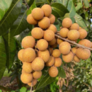 Longan Fruit Plant | Grow Sweet Tropical Longan Fruit