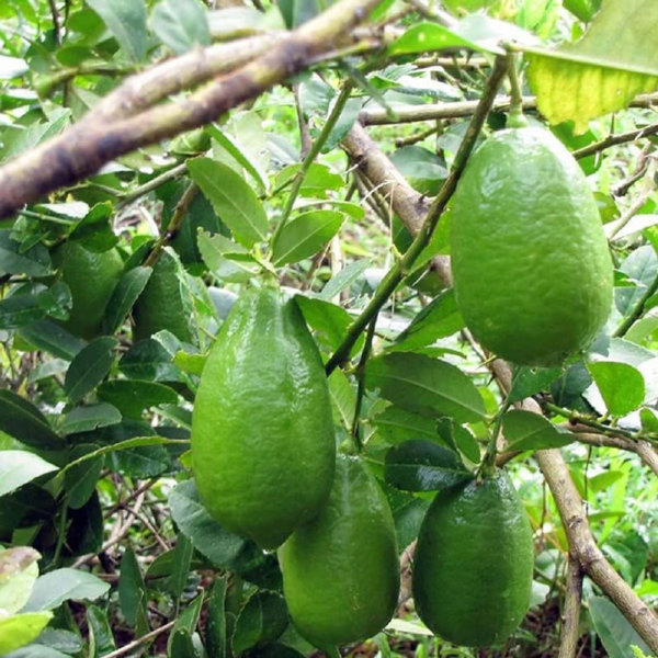 Nimbu Gandharaj Aroma King Lemon Plant