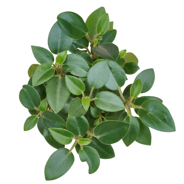 Peperomia Orba 'Green' | Compact Indoor Plant