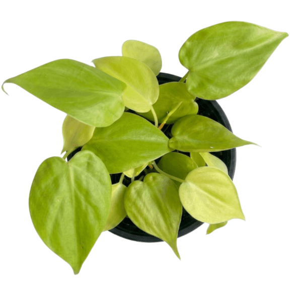 Philodendron Golden Oxycardium | Golden Heartleaf Plant - Image 2