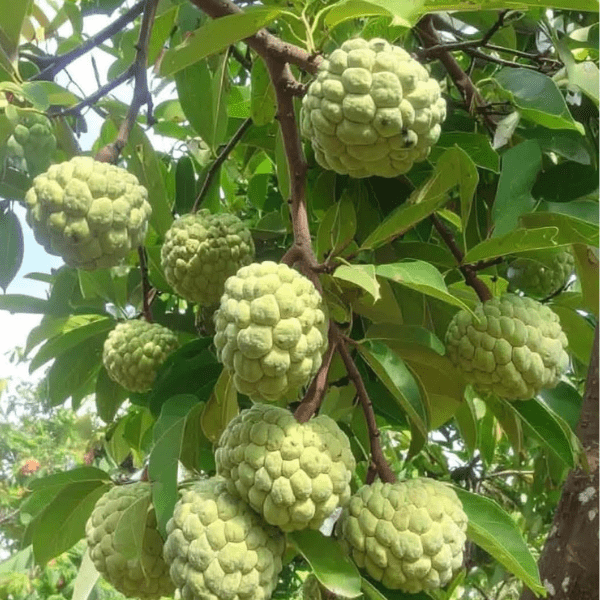 Sita Fal | Custard Apple | Aata Fal – Annona Squamosa Fruit Plant