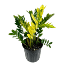 Variegated ZZ Plant – Zamioculcas zamiifolia ‘Variegata’