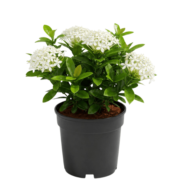 White Dwarf Ixora Plant – Beautiful White Flowering Plant