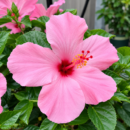 Light Pink Chinese Hibiscus Plant