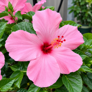 Light Pink Chinese Hibiscus Plant