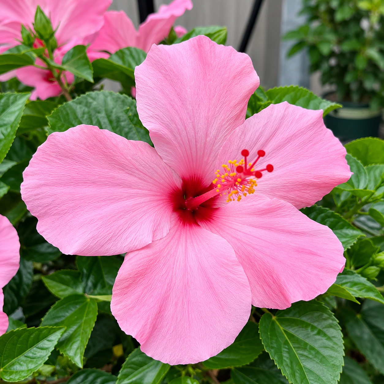 Light Pink Chinese Hibiscus Plant