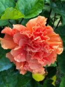 Apricot Double Hibiscus Plant | Orange Hibiscus