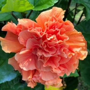 Apricot Double Hibiscus Plant | Orange Hibiscus