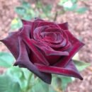 Abra Dabra Rose - Dark Maroon