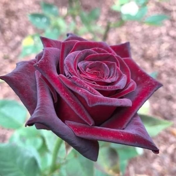 Abra Dabra Rose - Dark Maroon