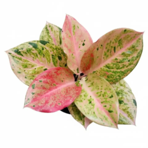 Aglaonema Pink Emerald