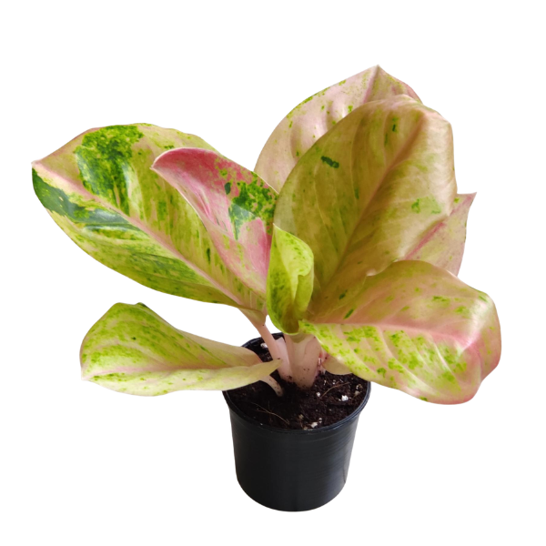 Aglaonema Pink Emerald - Image 3